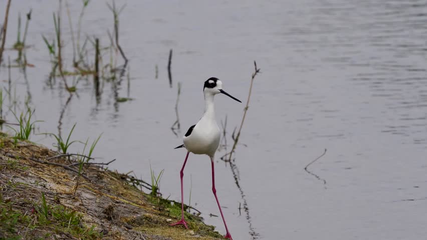 Close-up footage of a black-necked stilt in its natural habitat, showcasing its long pink legs, striking black-and-white plumage, and graceful wading behavior in stunning 4K resolution.