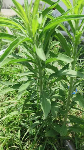Green leaves of the plant