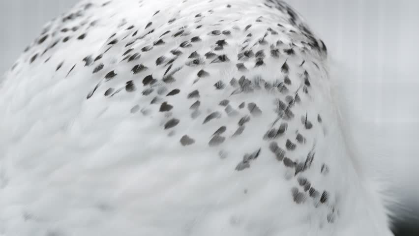 Close-Up Portrait Of A Snowy White Owl Turning Its Head Sharply Left And Right In Winter