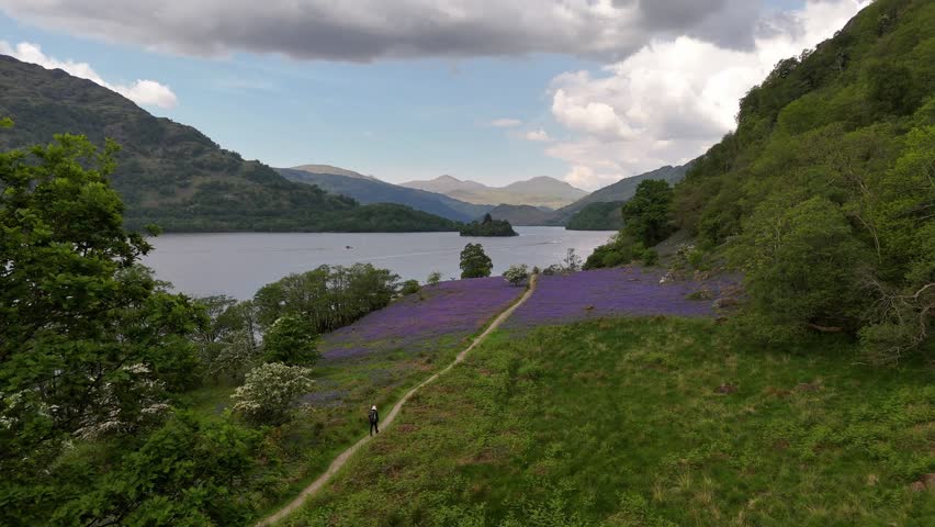 Aerial drone shot of a hiker walking on the West Highland Way along the Loch Lomond in Scotland. The drone does a push forward over a green field with purpel flowers.