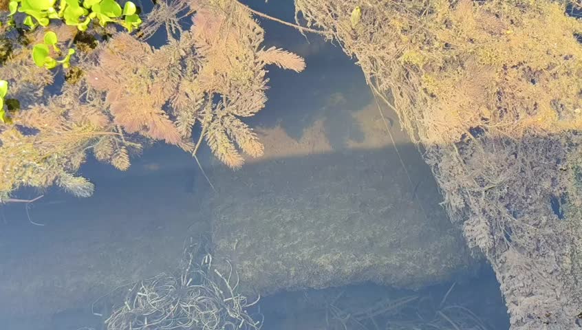 Calm Shallow Water with Branches and Autumn Leaves Reflected