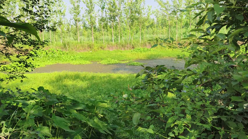 Serene Wet Meadow with Tall Trees and Green Grass