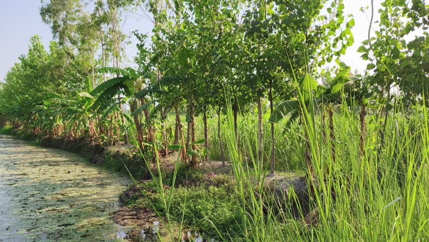 Lush Green Trees Along a Shallow Waterway in Sunny Weather
