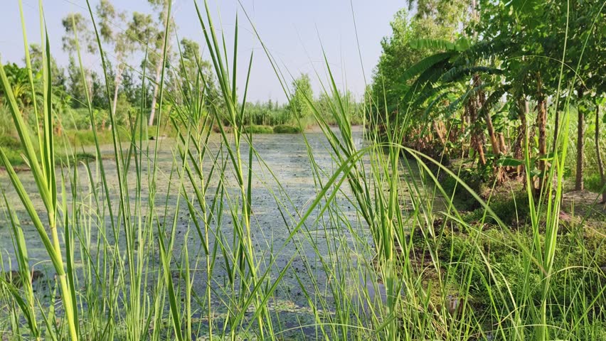 Lush Wetland Marsh with Tall Reeds and Green Vegetation