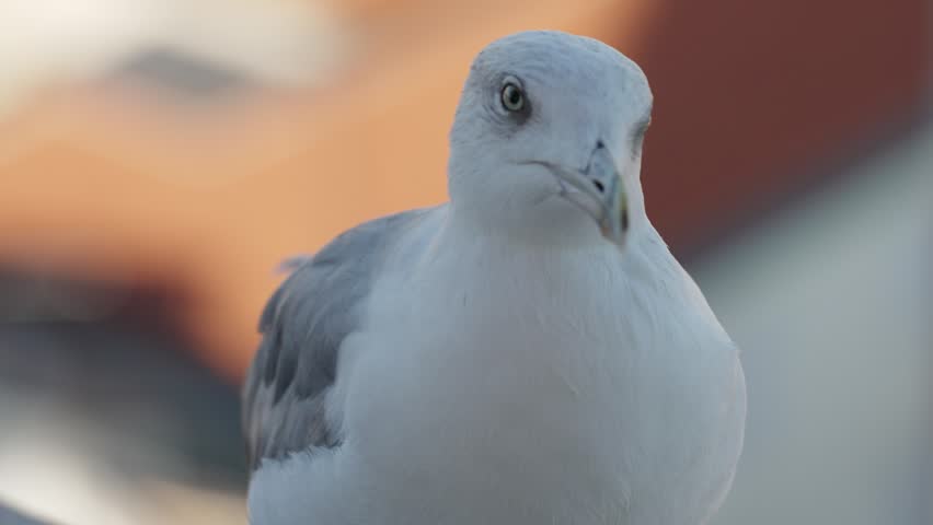 Close-up of a seagull with a city background.