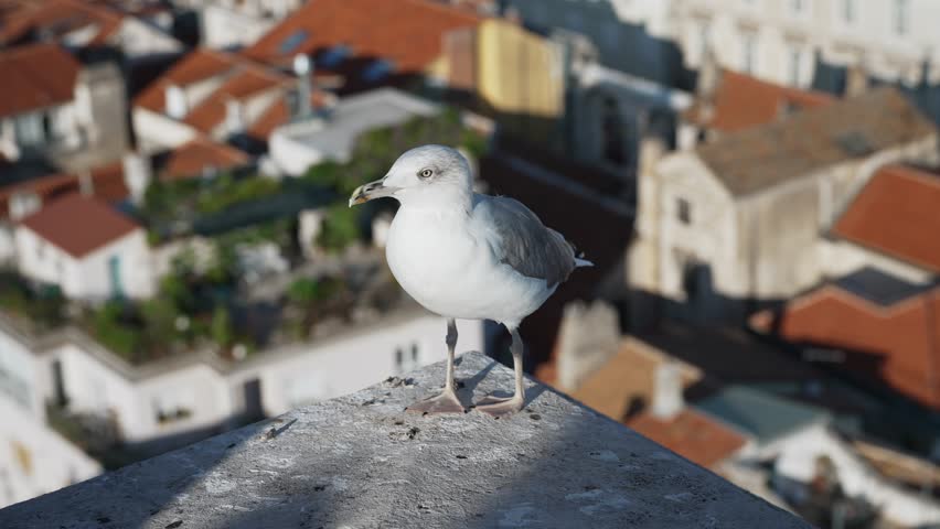 Close-up of a seagull with a city background.
