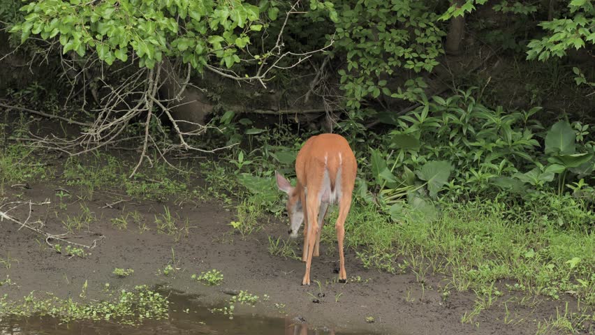 A white-tailed deer feeds and rests on the bank of a river in New Jersey.