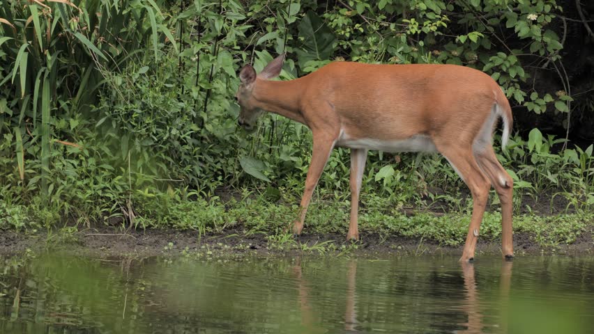 A white-tailed deer feeds and rests on the bank of a river in New Jersey.