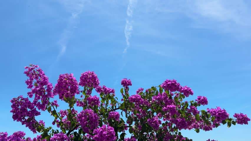 Bougainvillea tree purple pink flowers against sky.