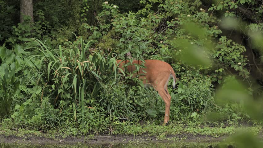 A white-tailed deer feeds and rests on the bank of a river in New Jersey.
