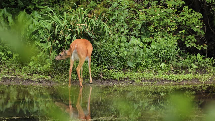 A white-tailed deer feeds and rests on the bank of a river in New Jersey.