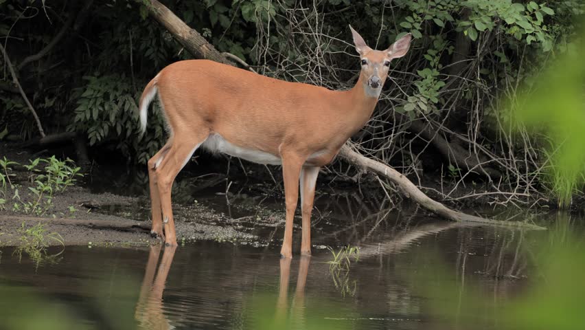 A white-tailed deer feeds and rests on the bank of a river in New Jersey.