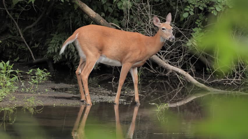 A white-tailed deer feeds and rests on the bank of a river in New Jersey.