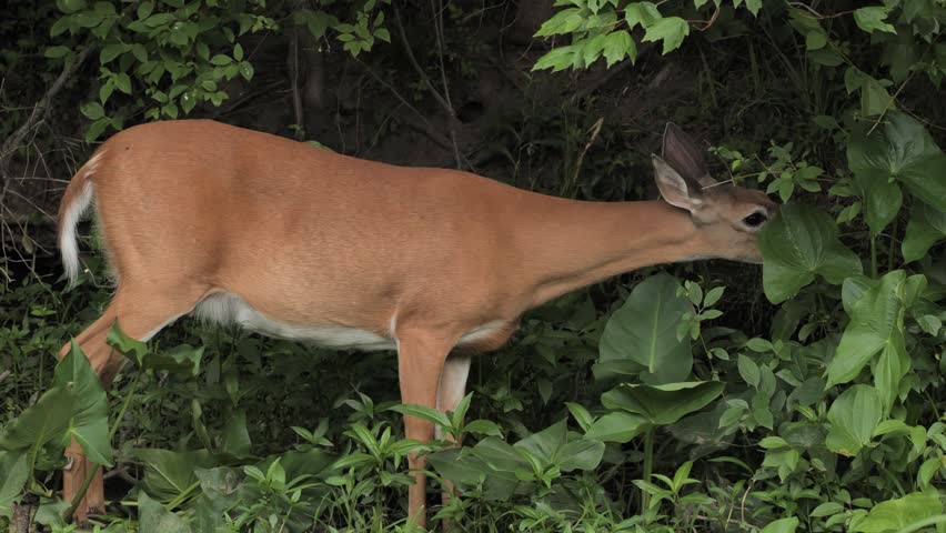 A white-tailed deer feeds and rests on the bank of a river in New Jersey.
