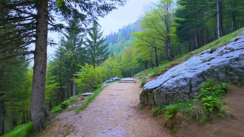 Forest with coniferous and deciduous trees on a mountain slope, view while moving forward down along the wet tourist trail at spring rainy day
