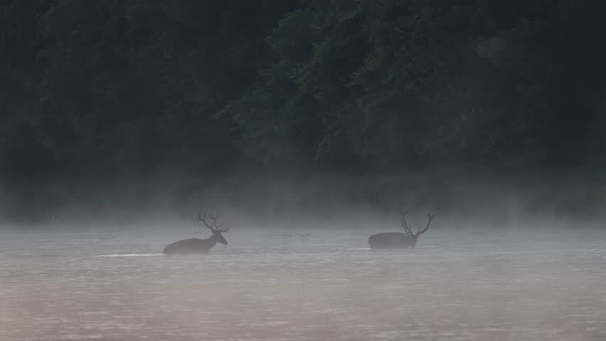 Two red deer walking in shallow water as the sun rises, creating a misty scene. The light is soft in animal natural habitat