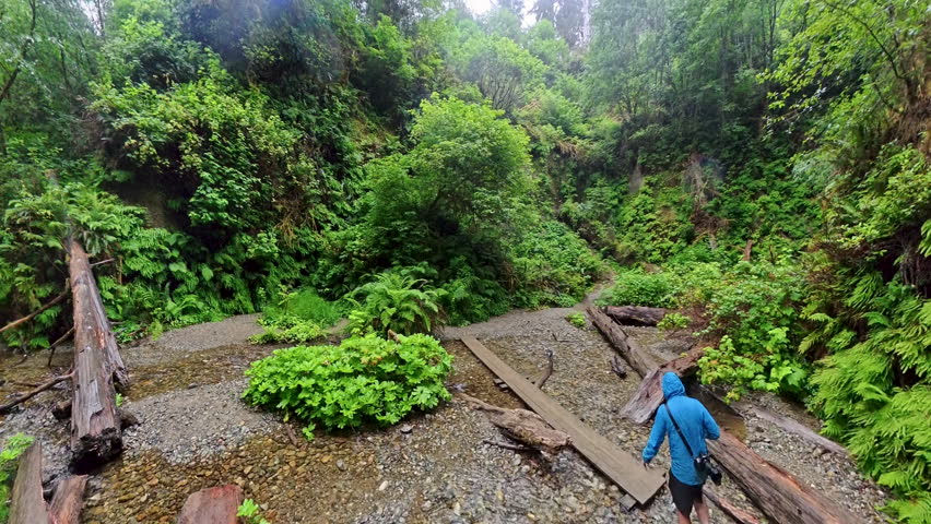 Man Crosses Plank Over Shallow Creek in Fern Canyon