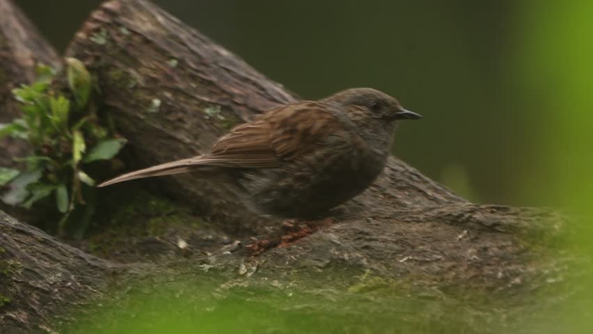 Dunnock on a fallen tree. 