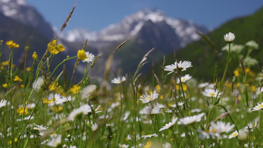 Beautiful wild flowers bloom on a green meadow in Swiss Alps, scenic view of alpine valley near Sankt Moritz with high mountains. Alpine meadow near St Moritz, Switzerland