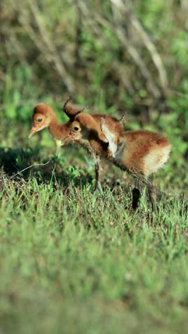 Sandhill Crane Colt Chicks Double Delight in Sync Wing Stretch