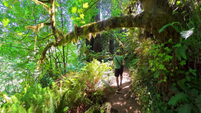 Man Hikes Through Mossy Forest in Redwood National Park