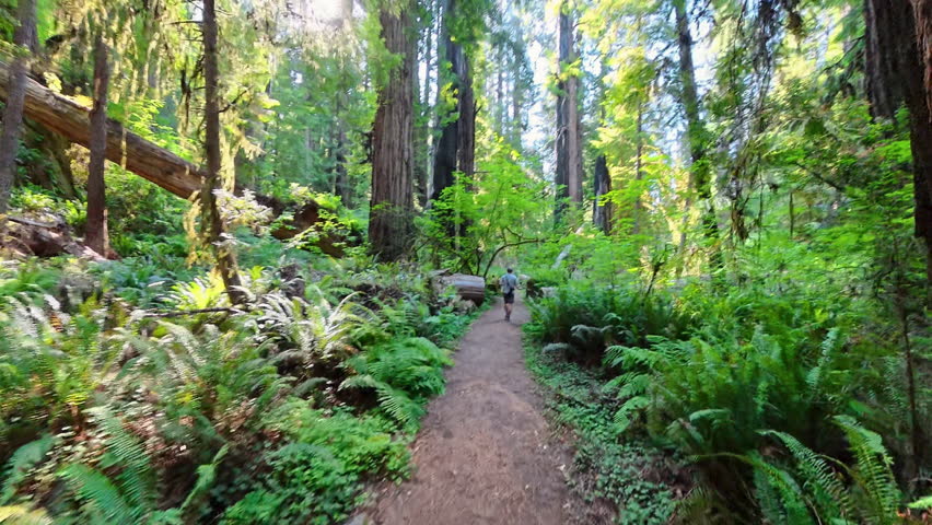 Man Hikes to Fallen Tree in Redwood Forest in Summer