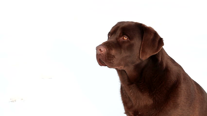 chocolate lab barking