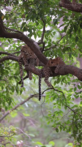 Video of 2 leopards in tree.  