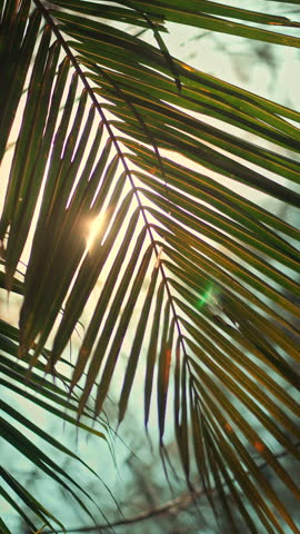 Beautiful sunlight shining through green palm leaves in a tropical garden. Low angle shot of coconut fronds with bright sun flare and lens flare effect, creating a warm summer atmosphere for wellness