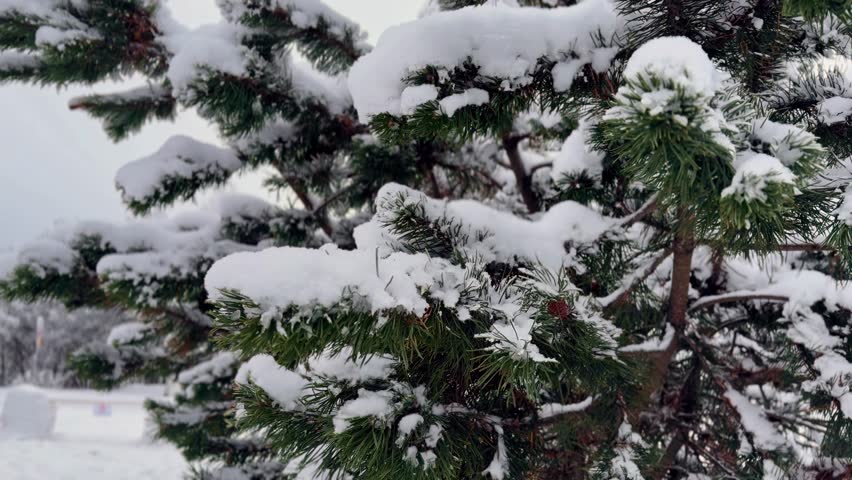 Snow-Covered Pine Tree Branches in a Quiet Winter Landscape. Close-up view of evergreen branches covered with fresh snow during a cold winter day.