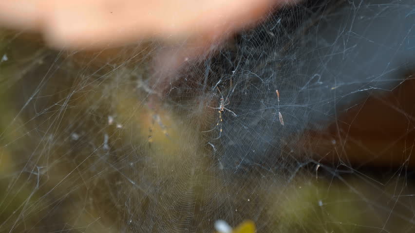 A close-up of a Golden Orb Weaver Spider with long striped yellow and black legs sits on a complex, three-dimensional structured tangle web or sheet web Truc Lam Zen the largest Buddhist monastery in Da Lat, Vietnam
