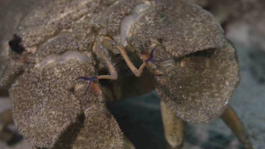 Close-up of a slipper lobster (Scyllaridae) on the sea floor, underwater cinematic macro shot, Red Sea, 4K resolution.