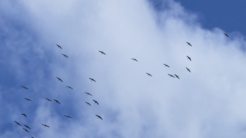 A flock of cranes flies across a cloudy blue sky.