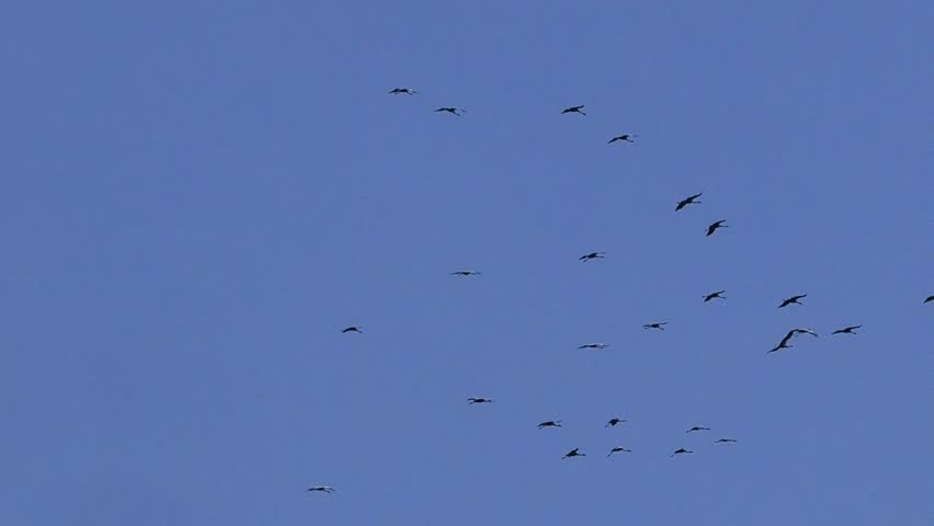 A flock of cranes flies in slow motion.
