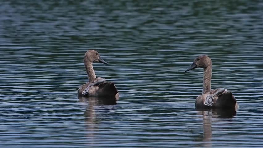 Two young brown cygnets floating on calm blue water surface.