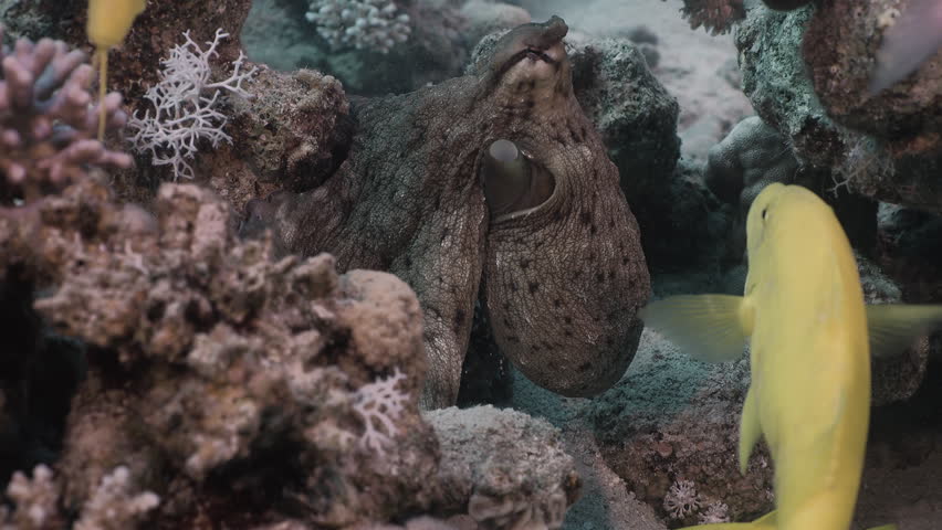 Octopus interacting on a coral reef with surrounding fish, underwater cinematic shot, Red Sea, 4K resolution.