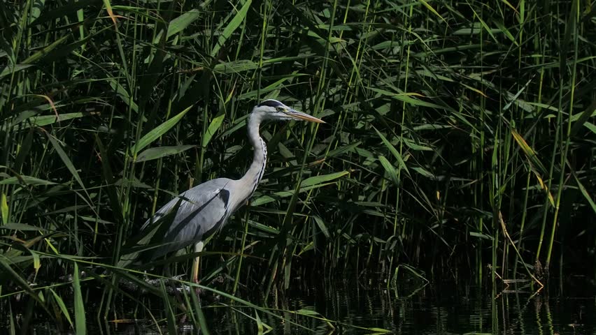 Grey heron standing in green reeds near water with natural sound.