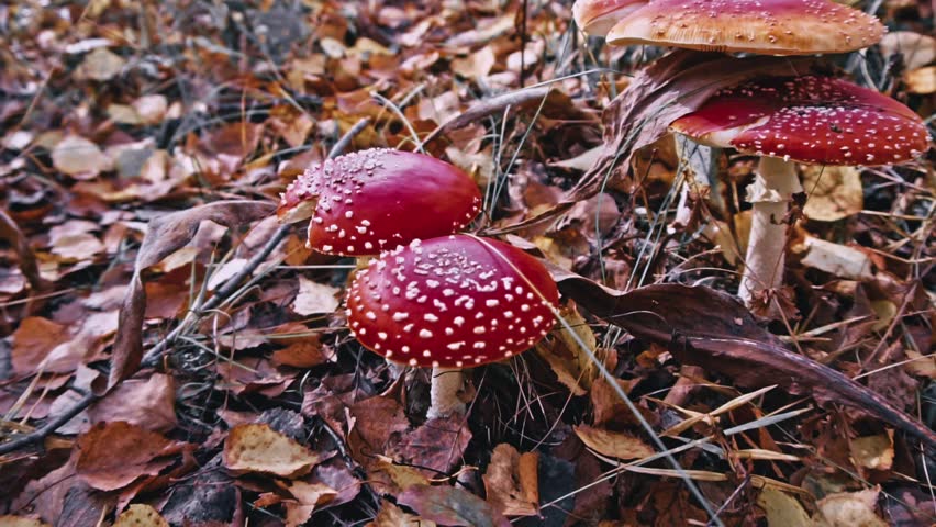 Fly agaric mushrooms, Amanita muscaria, grow among fallen autumn leaves in a forest, nature s biodiversity and the fall season