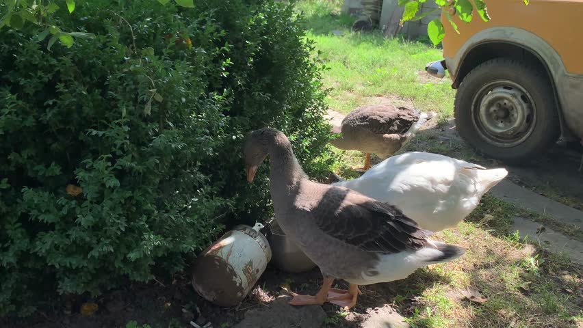 Three domestic geese near boxwood shrubs in a garden. Two gray geese stand beside a white goose as it pecks fresh boxwood leaves, showing natural feeding behavior outdoors.