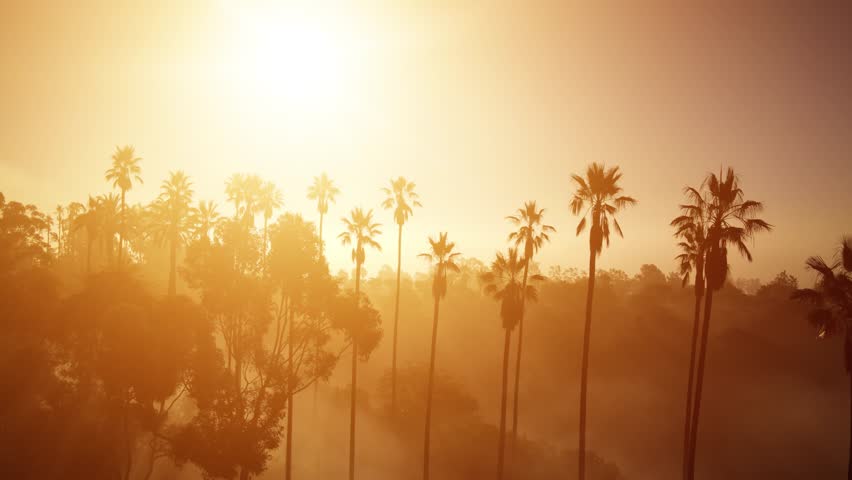 Aerial shot of fog and the rising sun behind a row of palm trees. Los Angeles California.