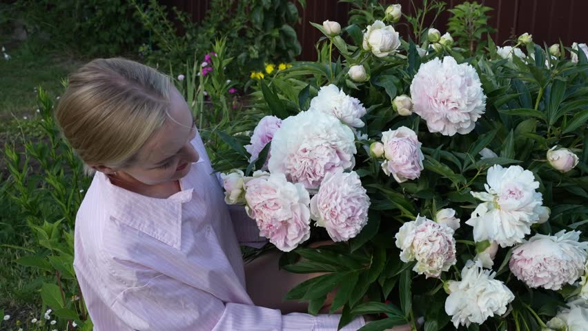 A girl in a pink shirt and shorts is trimming and cutting pink peony flowers from a bush in the garden