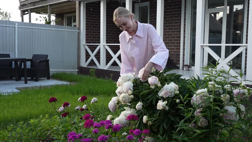 A girl in a pink shirt and shorts is trimming and cutting pink peony flowers from a bush in the garden