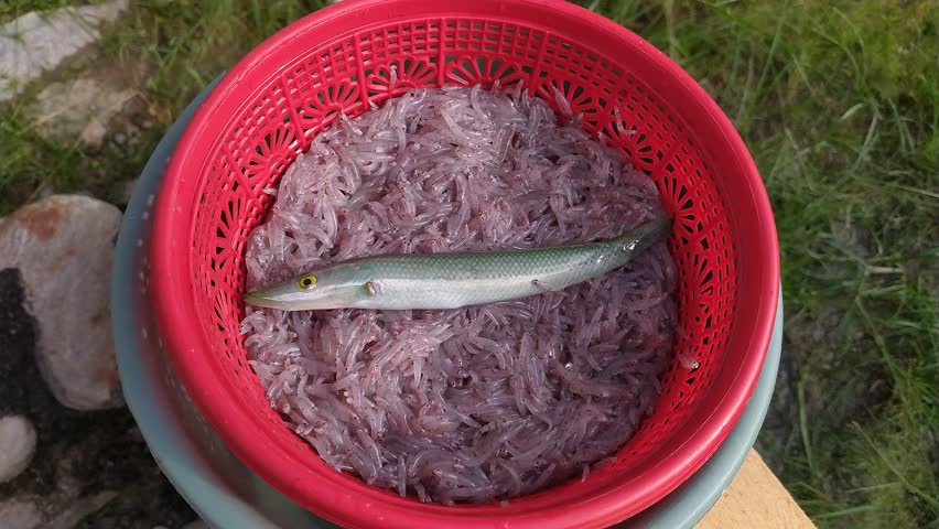Close up of a fresh silver needlefish on a pile of small anchovies