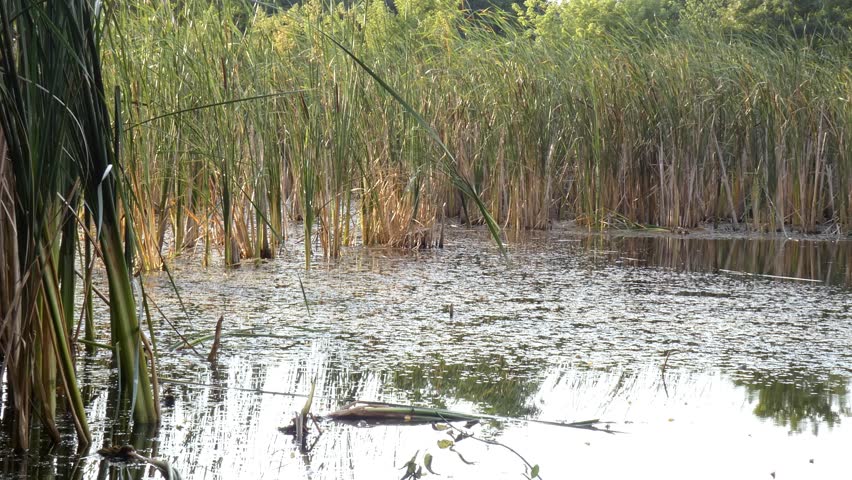 Wild bird flying across frame over reed bed marshland swamp, wide, soft light. Freedom and Harmony.