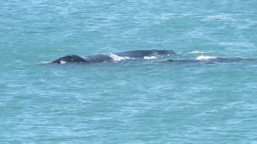 Southern Right Whale mom and calf