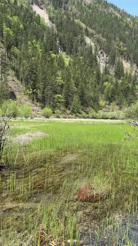A serene natural landscape featuring a vibrant green marshy pond with tall grass and clear water. Majestic forested mountains rise steeply under a bright, clear sky, showcasing the untouched beauty