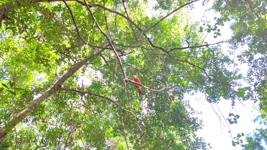 Red Northern Cardinal hiding on the tree