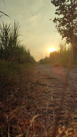 A road cutting through lush sugarcane plantation, showing beautiful rural landscape and agricultural scenery.
