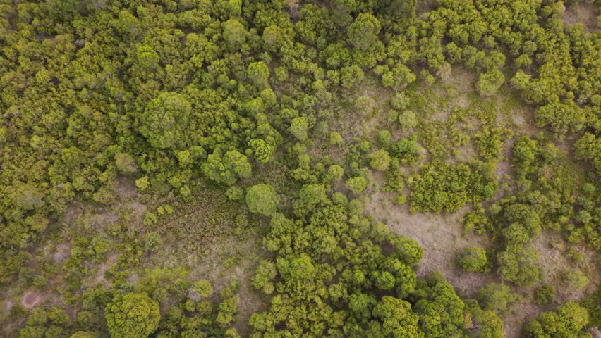 Top Down lateral shot of Australian bush land in Western Sydney