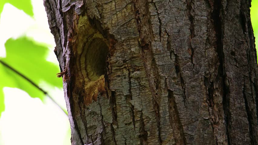 Adult female hairy woodpecker feeding a spider to her female chick at a cavity nest hole in a dead maple tree during late spring in Dunn County, Wisconsin, USA.